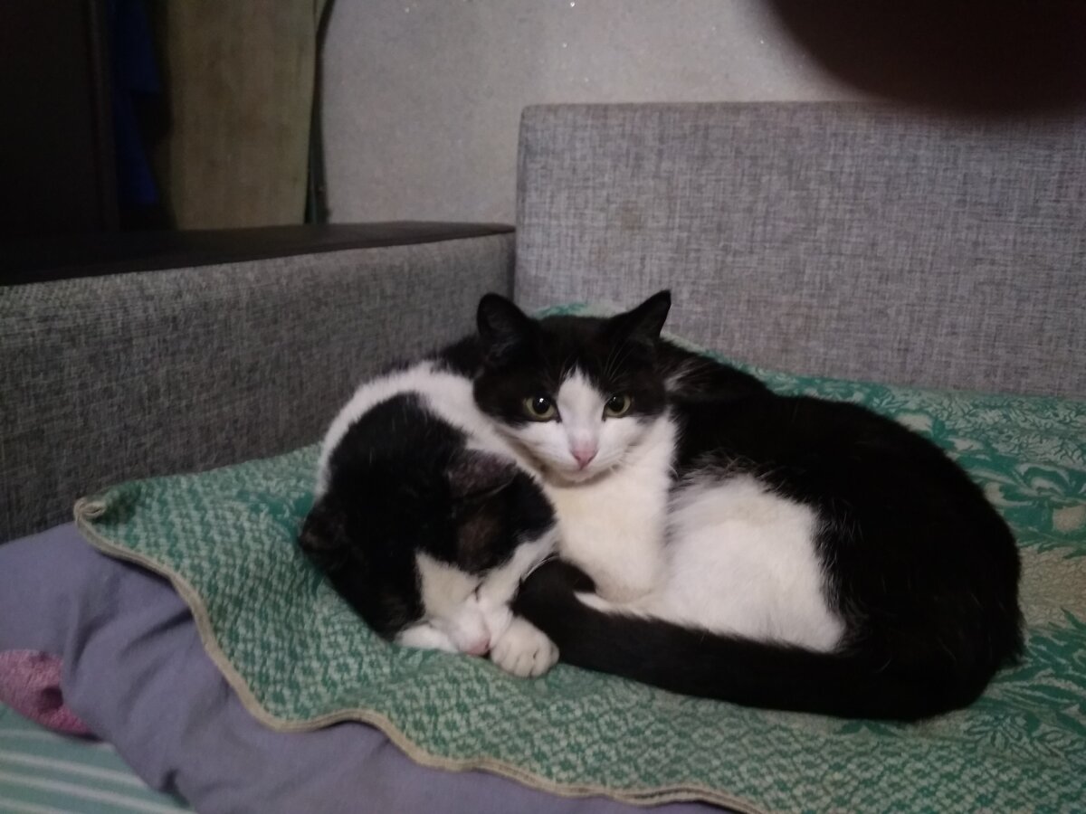 Неизвестное науке животное