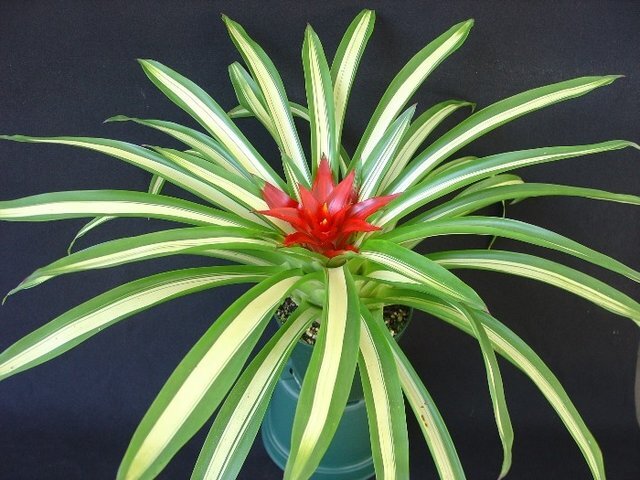 Гусмания язычковая (Guzmania lingulata)