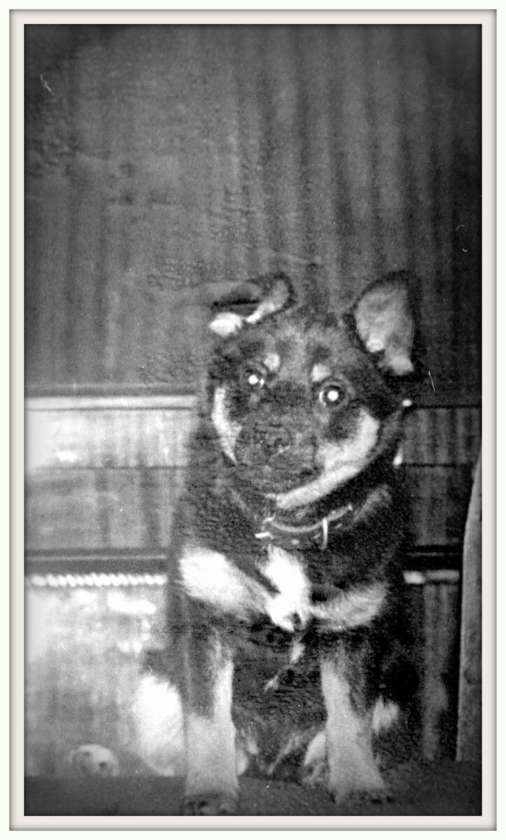 Нашу самую первую собаку звали Котька. Такую кличку пес получил потому, что, когда появился в нашей семье, был мал, как котенок. Настолько, что спокойно проходил под кухонный столик на очень низеньких ножках. Я все время боялась, что на него нечаянно наступят. Мы купили его на городской толкучке. Уже собравшись уходить, я наткнулась на маленькую старушку с фотографией собаки в руках и малюсеньким щенком за пазухой. Она была такая продрогшая и так жалобно уговаривала купить щеночка всего за 5 рублей, что я не выдержала и купила. Муж и дочка были не против моего приобретения.