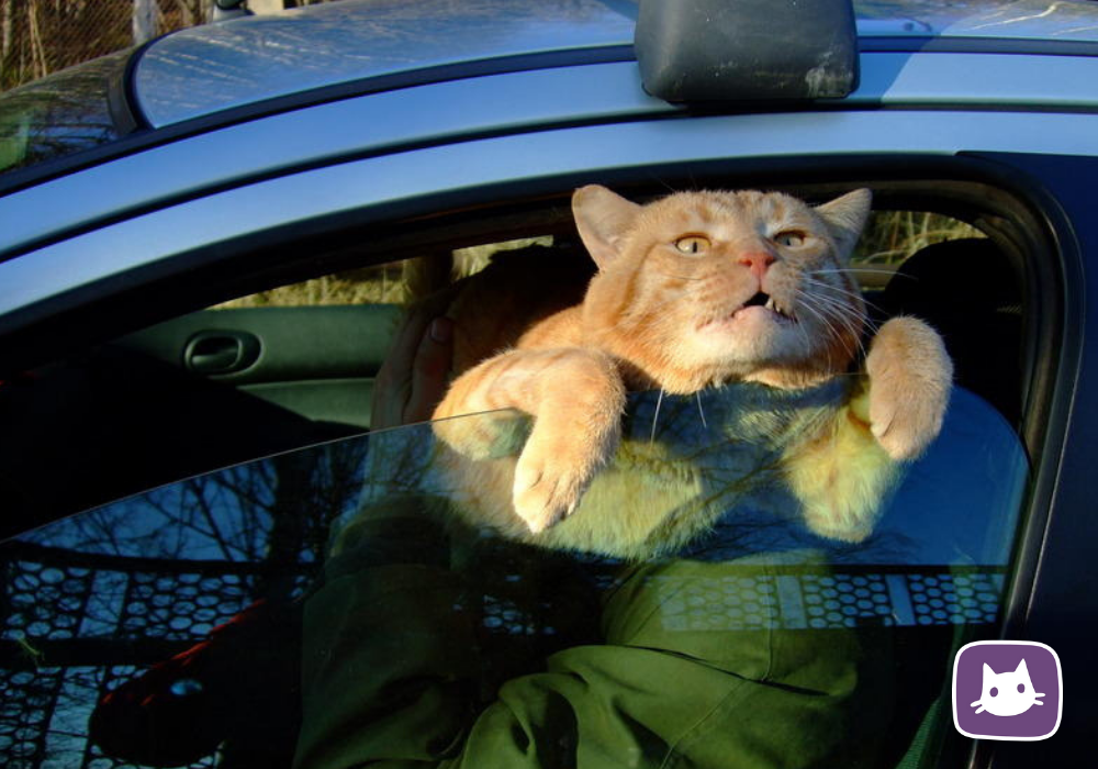 Турция горящее предложение. Приветик. Зимняя рыбалка на льду. Рыжий кот в машине. Папа я покакала.