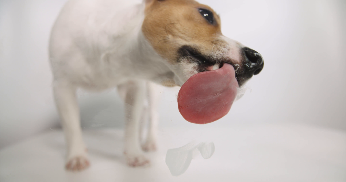 Собачье мороженое. Собака облизала тарелки футболистов. Коврик для слизывания собаке. Собака облизывает человеческую тарелку картинки. Собака облизала тарелки футболистов.