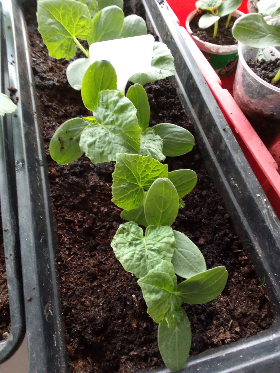 Рассада огурцов на подоконнике