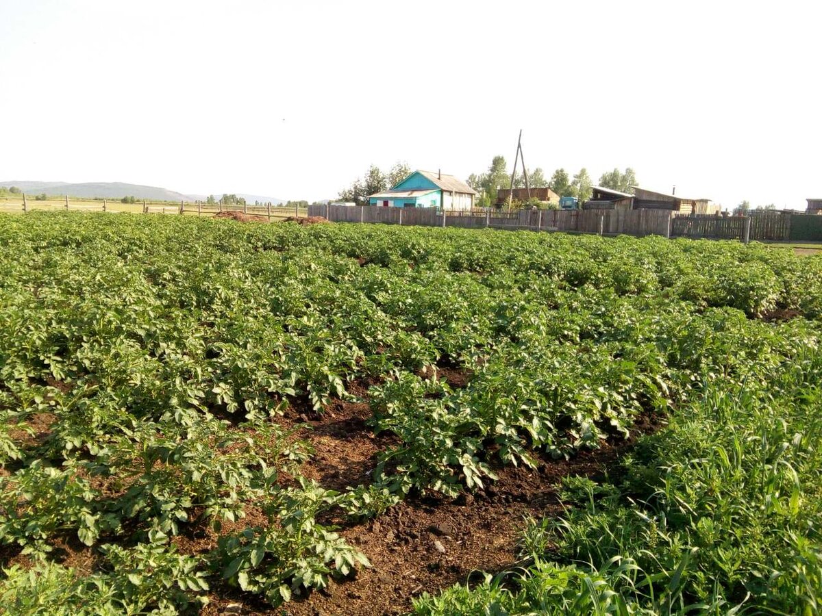 Наше картофельное поле