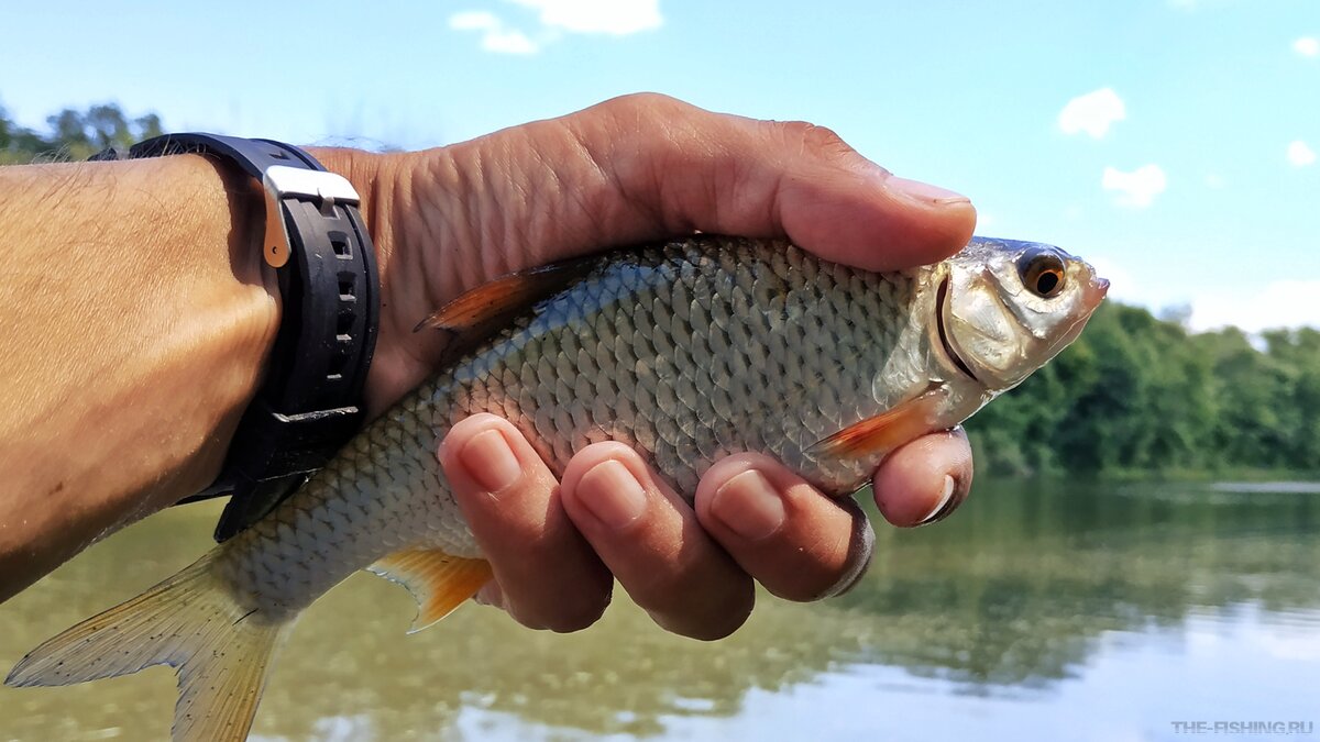 Плотва на поплавочную удочку
