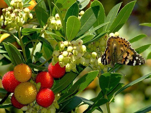 Земляничное дерево. Фото с сайта http://privetsochi.ru/blog/fif/29774.html