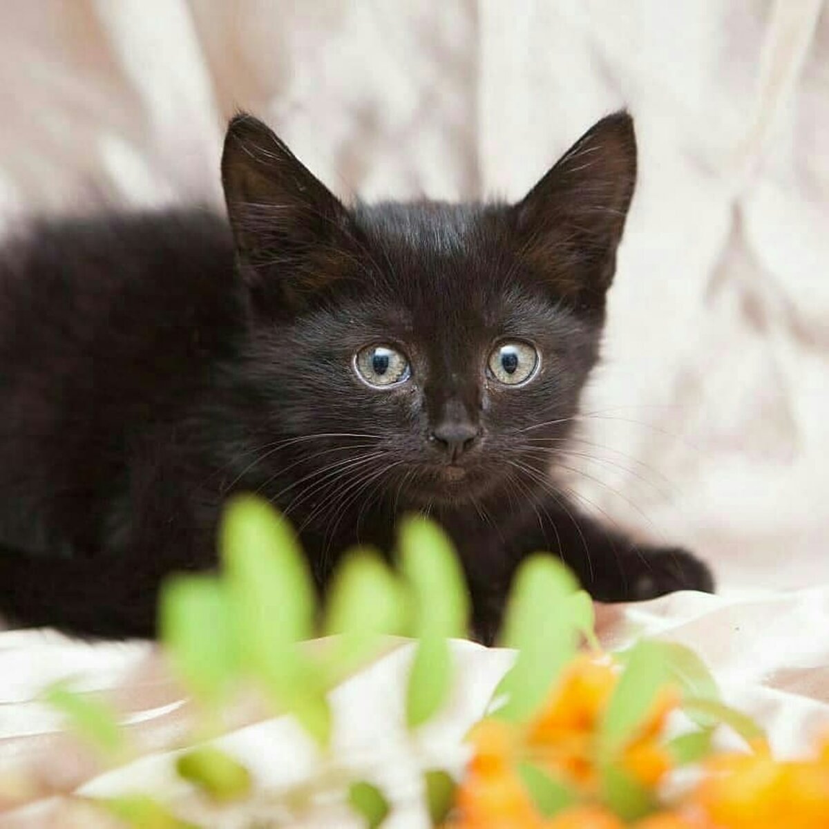 Черный котенок. Черненький котенок. Маленький черный котенок. Котята черного цвета. Какие черные котята есть