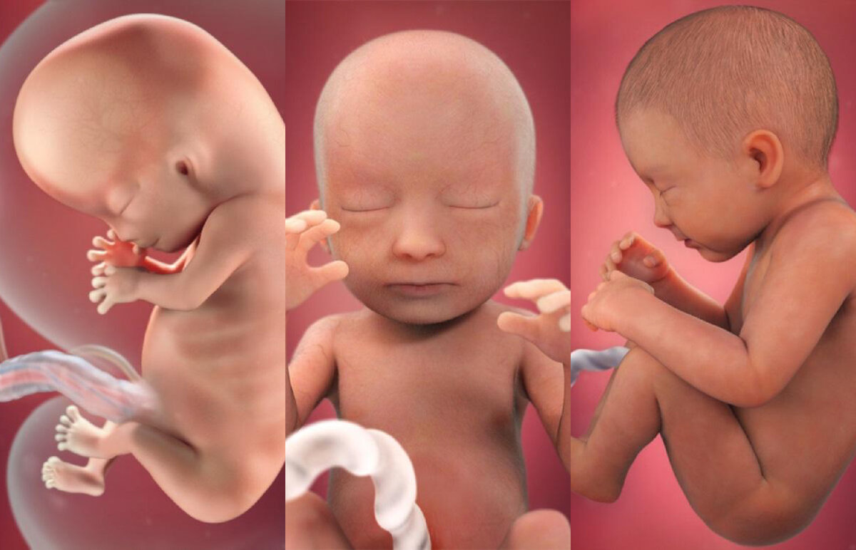 23 неделя развития. Формирование ребенка в утробе. Зародыш ребенка в утробе по месяцам.