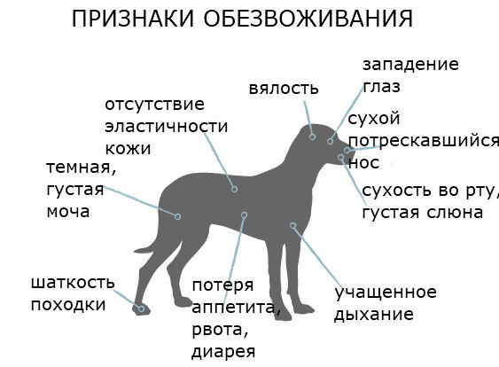 Повышенная жажда