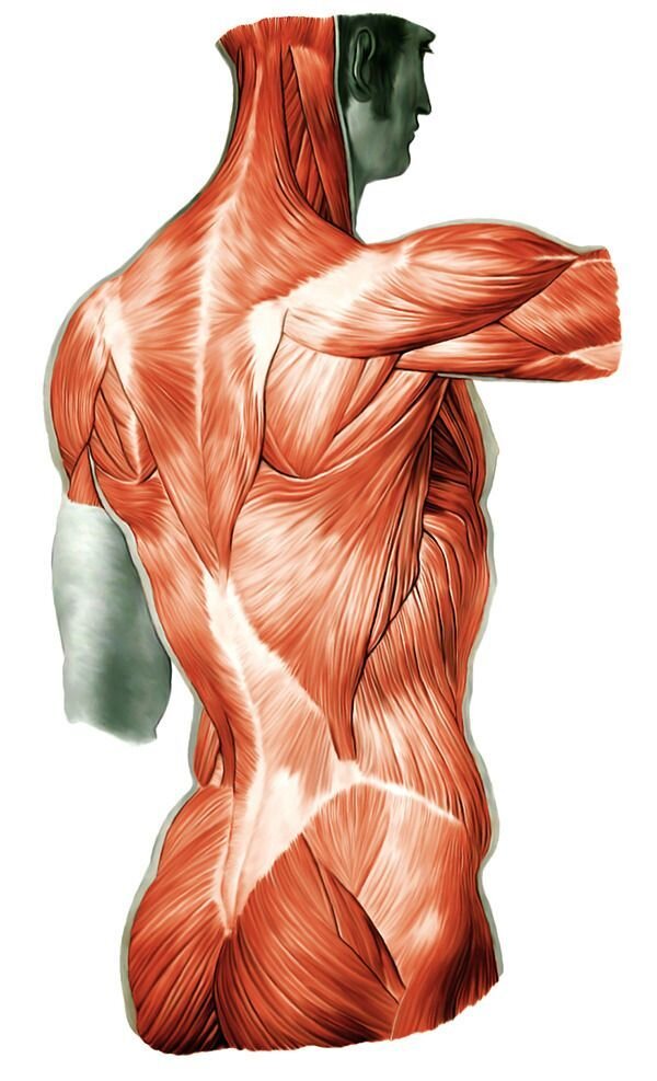 http://yaszdorov.ru/blog/43331381196/Gimnastika-Germesa:-normalizUyet-ves,-ukreplyaet-nervnuyu-sistem