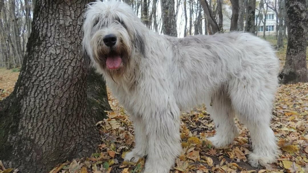 Русская, старорусская, южнорусская овчарка - три названия одной породы. Яндекс-картинки