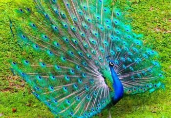 Фото из источника https://lipeck.belochka-umelochka.ru/zhivopis-po-nomeram/paintboy-rossiya/gx3389-prekrasnyy-pavlin/