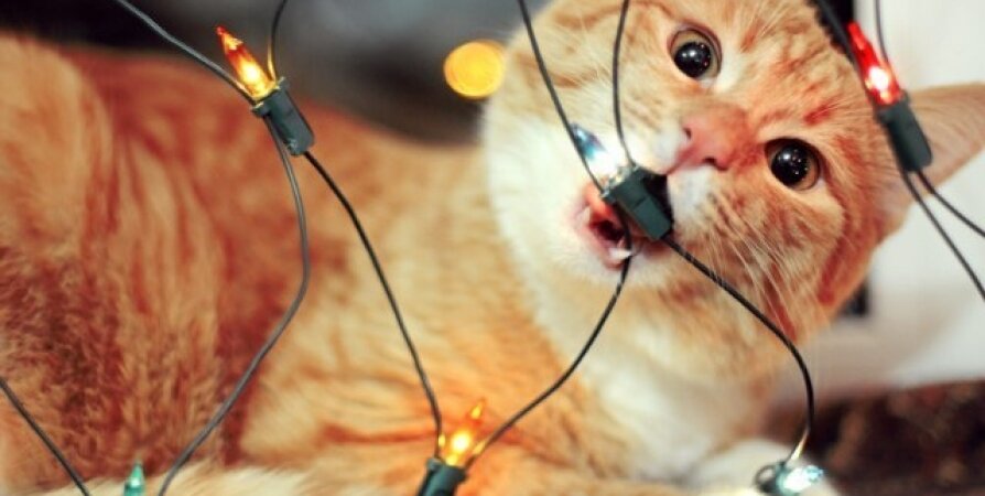 Как отучить кота грызть провода? ТОП-5 советов | Про Кошек | Дзен