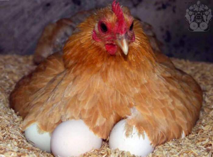 При подсчете калорий ни одна курица не пострадала