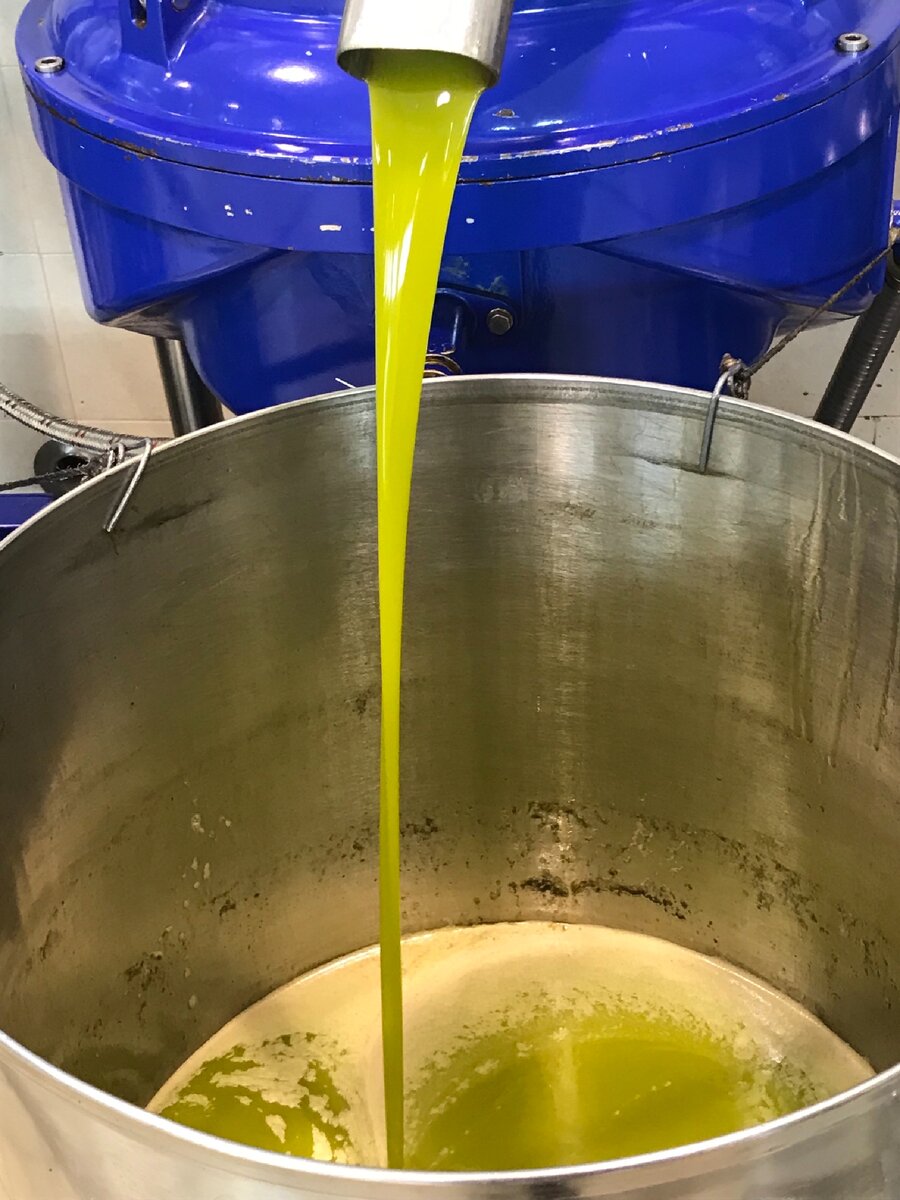 Производство оливкового масла. Пройессизготовления оливкового масла. Процесс изготовления оливкового масла. Способы производства оливкового масла.