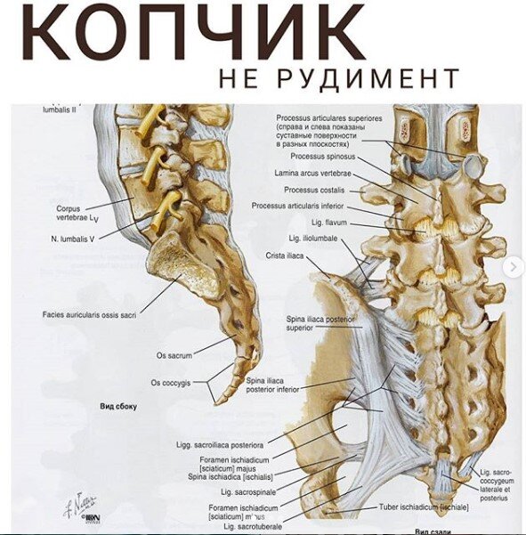 Боли там, где крестец и копчик