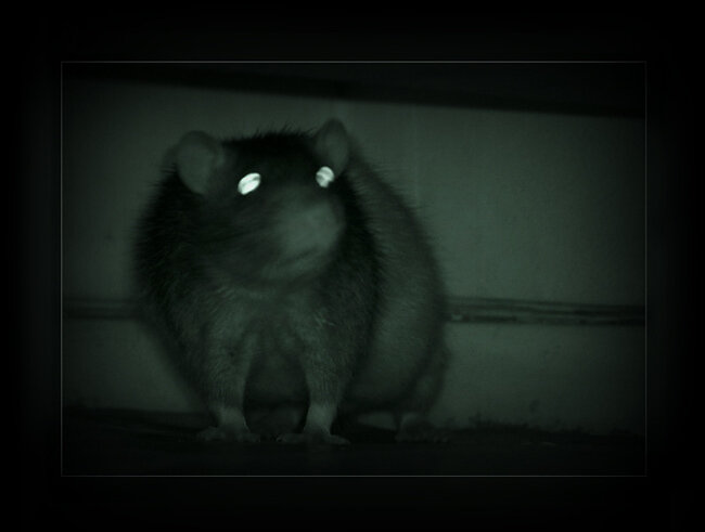 Фото из открытых источников. Иллюстрация.