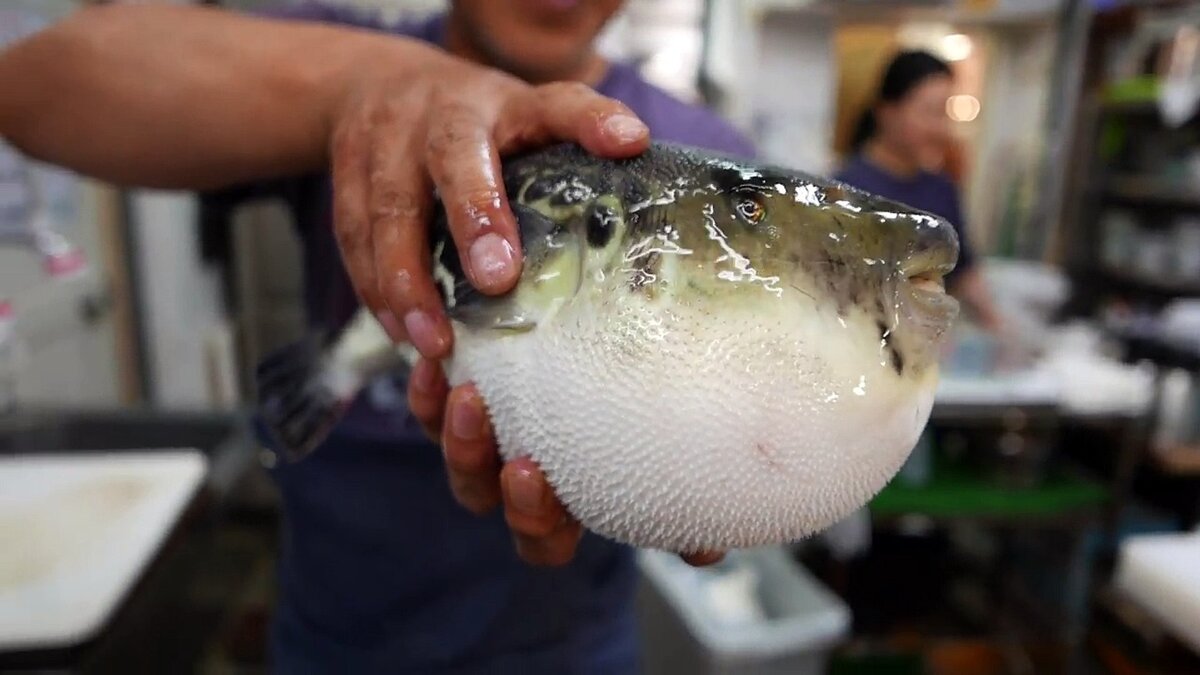 Зачем японцы едят самую ядовитую рыбу в мире?