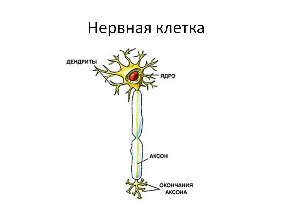 Вспомним 8 класс...