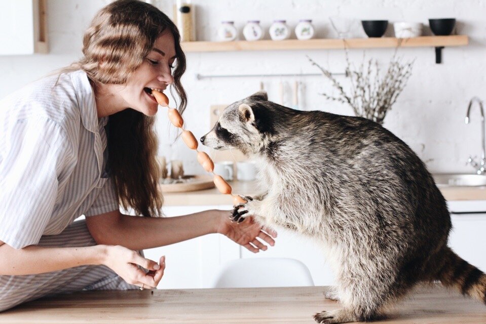 Еноты умеют забираться на стол, открывать кухонные шкафы, холодильник и брать оттуда все, что пожелается. Поэтому надежно спрятать еду от енота можно только у себя в животе. 