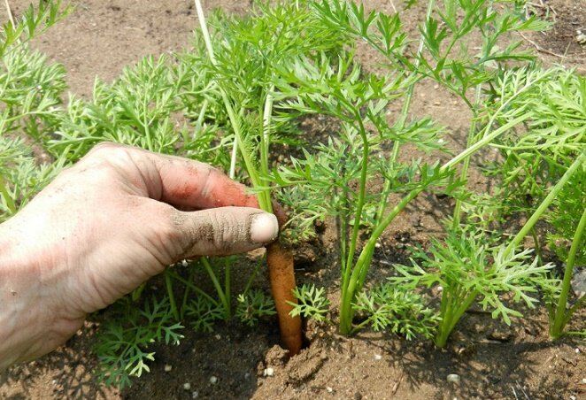 3 простых метода посева моркови, без дальнейшего прореживания