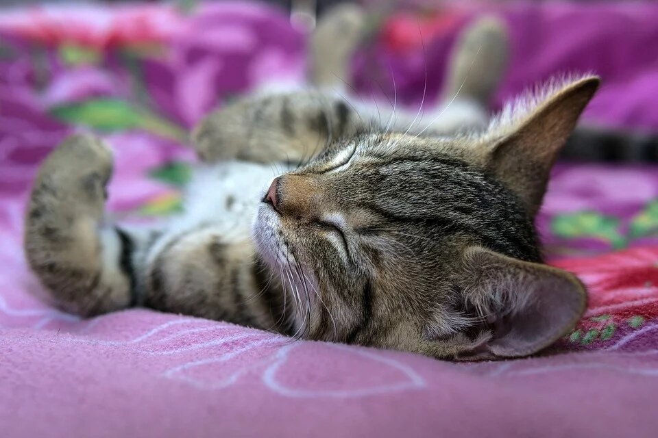 Почему кошка сопит во сне? | ZOO CHANNEL | Дзен