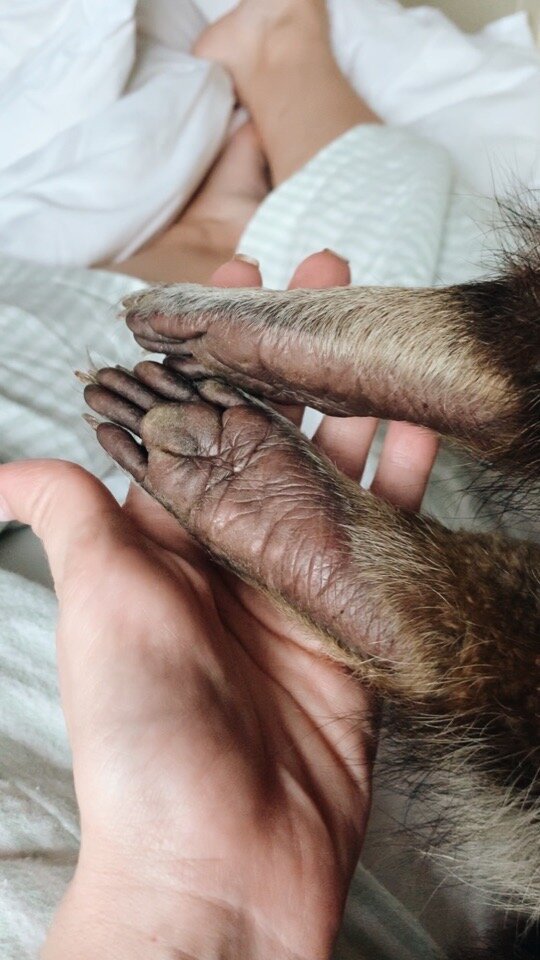 Задние лапки взрослого енота