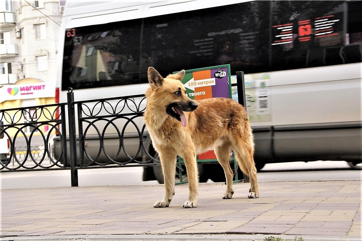 Встречает автобусы