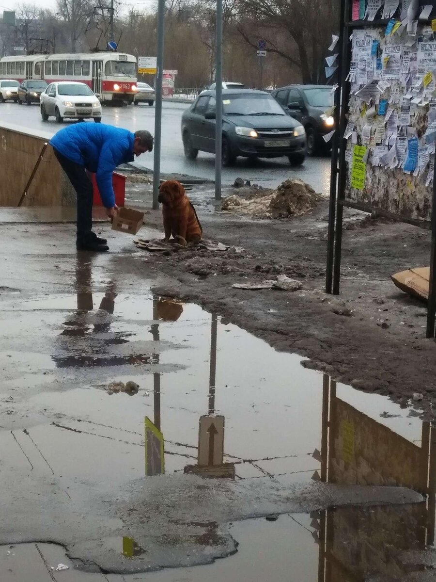 Новый бизнес хозяев собак, фото автора