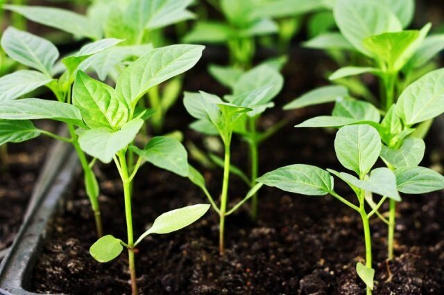 5 мифов о выращивании рассады перца
