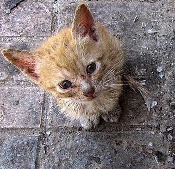 примерно таким же он был, когда мы его нашли