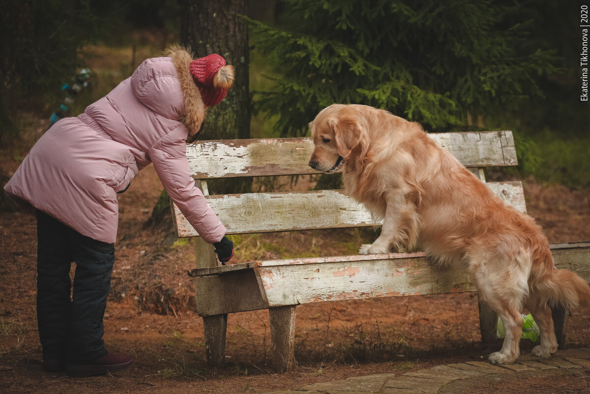 Золотистый ретривер Ринго и его юная хозяйка.