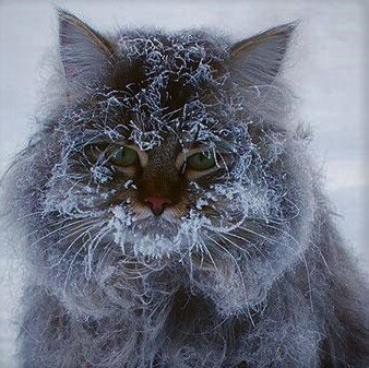 Замерзший котик