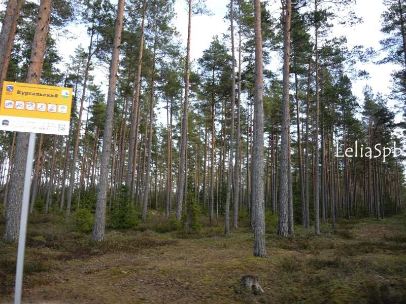 Фото из личного архива. Территория Кургальского заказника.
