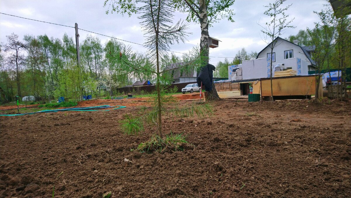 на другом фоне выглядит лысоватой, в живую она пышнее...#садпамяти 