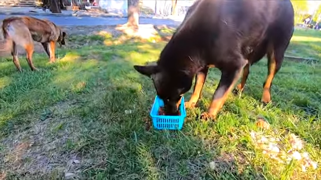 📜Сходил в магазин накормил собак и домой\ Вот и весь праздник ПАСХА Лазаревское 2020 Сочи