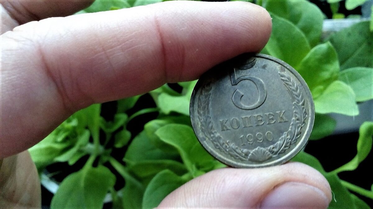 Монетка. Фото автора