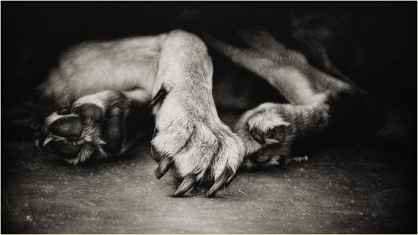 "Не на равных играют с волками"