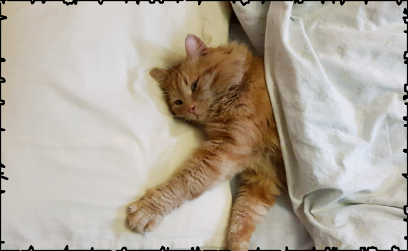 Теперь вот так лечусь... Ничего, болея, не ем, и гулять мне нельзя...     фото из интернета