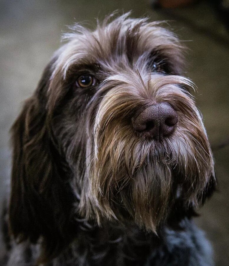 Итальянский спиноне (фото из интернета)