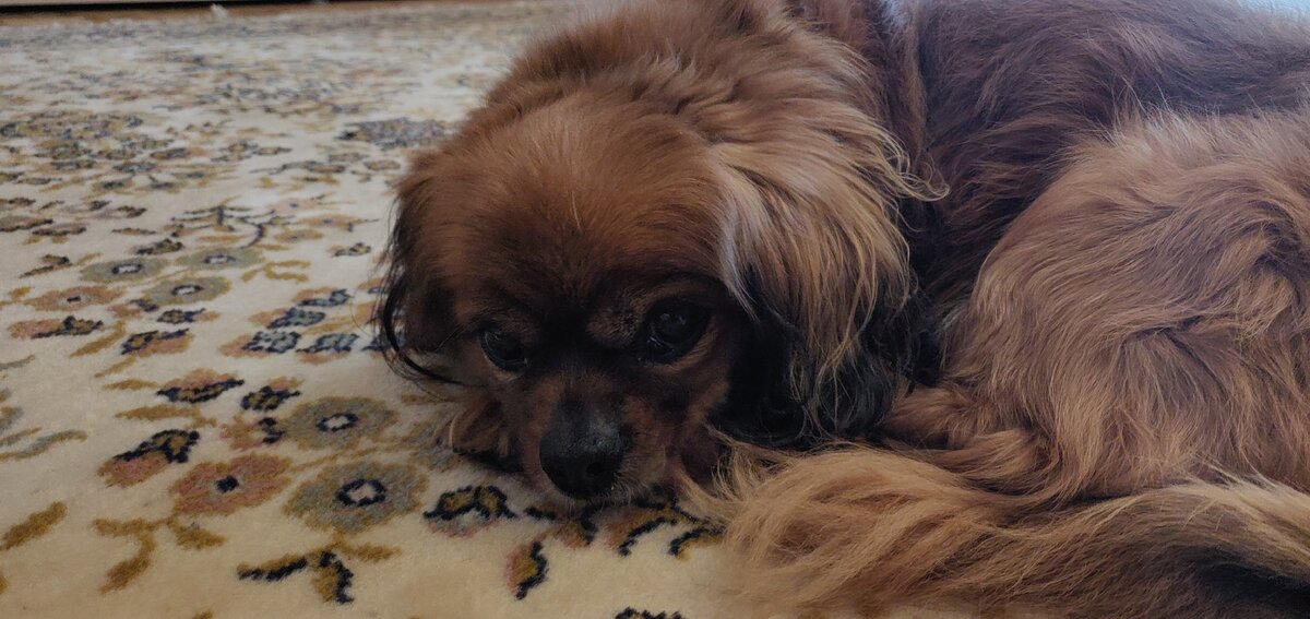 Моя собачка хочет отдыхать!