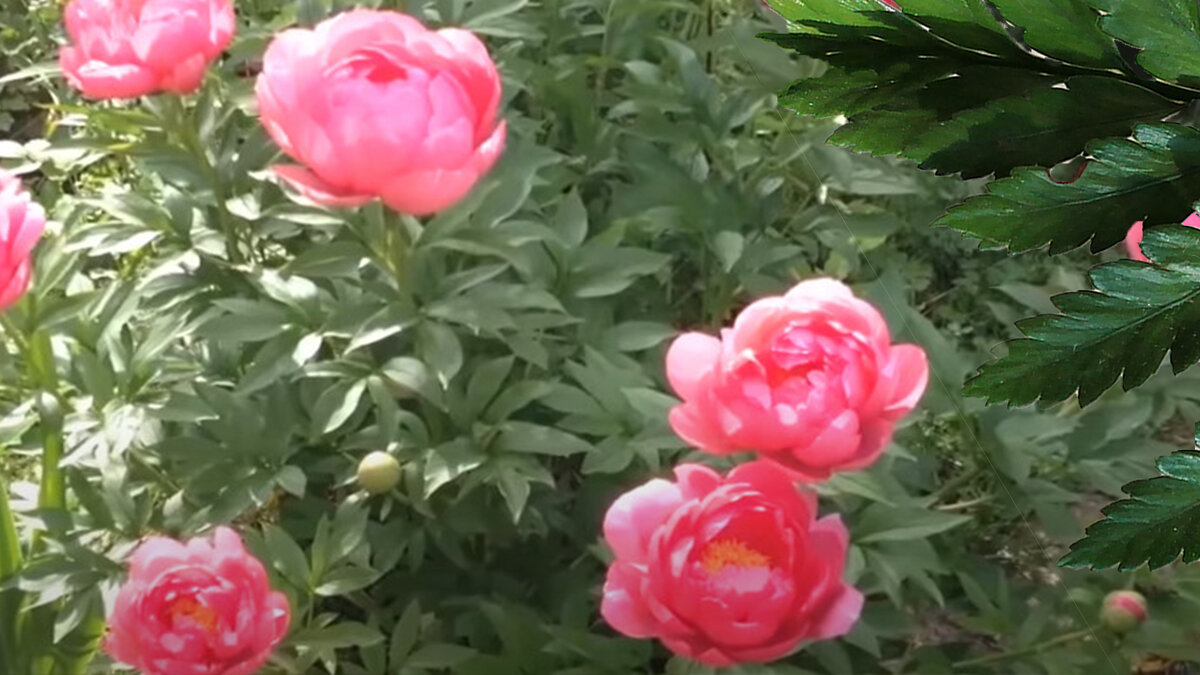 Молодые пионы очень часто не цветут