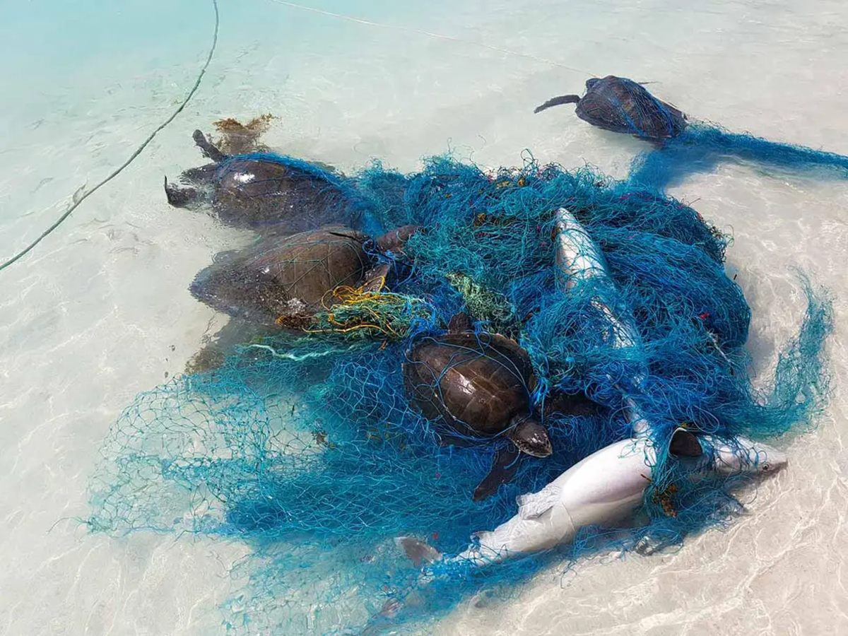 Рыба страдает. Морские животные запутываются в пластике. Морской обитатель запутался в мусоре. Морские животные застрявшие в мусоре.