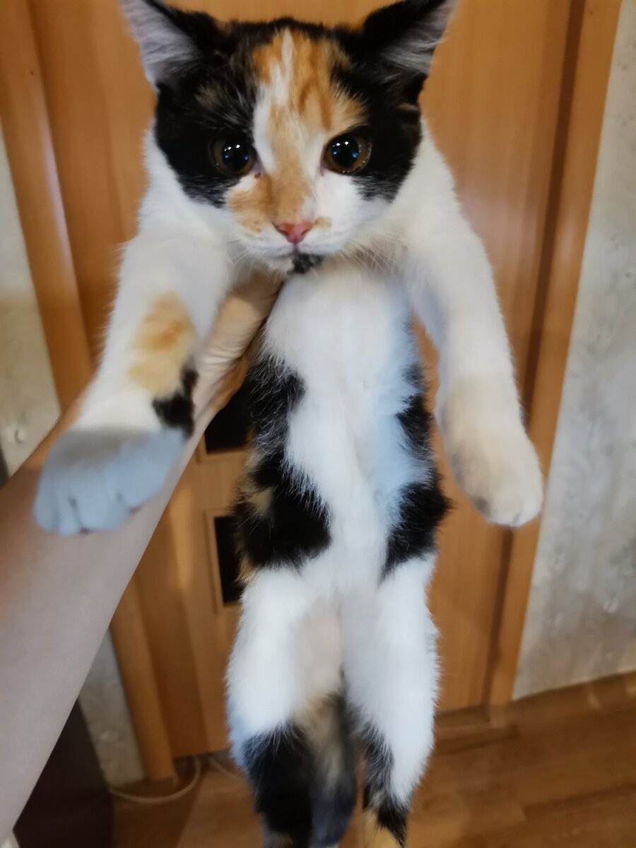 Маленькая красотуля ей 5 месяцев🐈