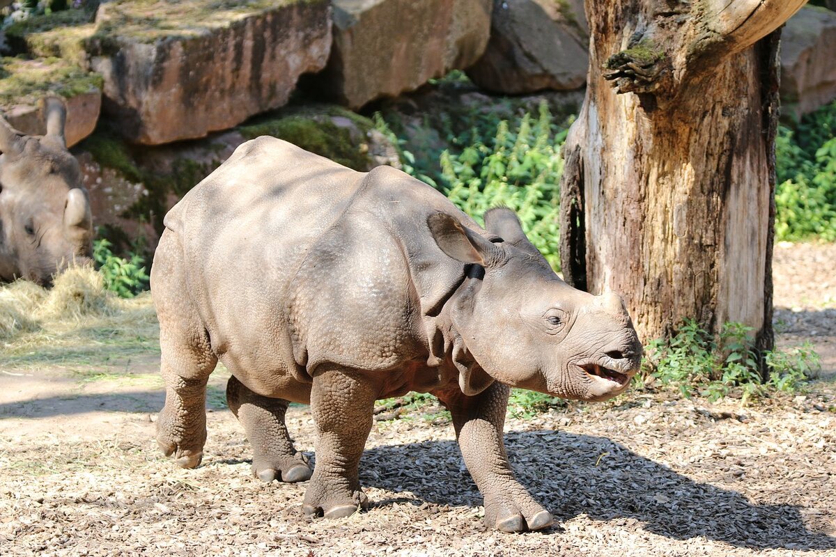 Носорог это какое животное. Носорог. Индийский носорог. Большой индийский носорог. Детеныш носорога.