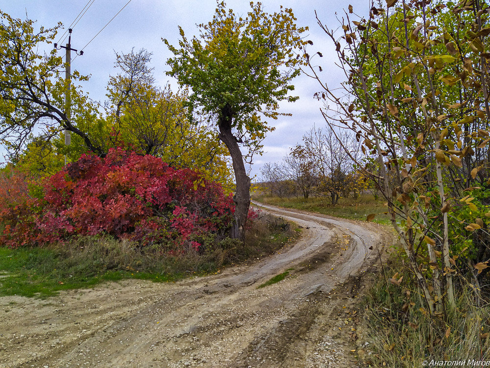 На фото: красный куст - это скумпия кожевенная.