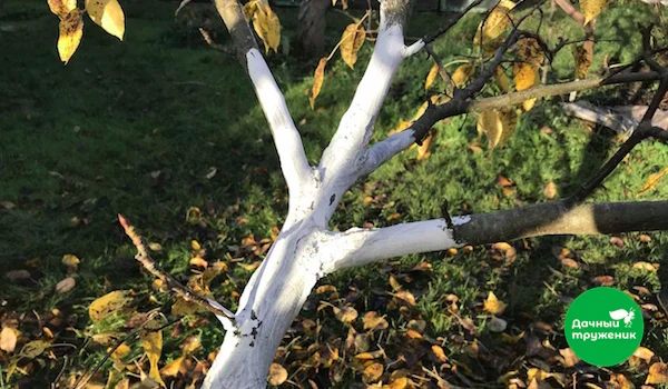 Фото: Дачный труженик