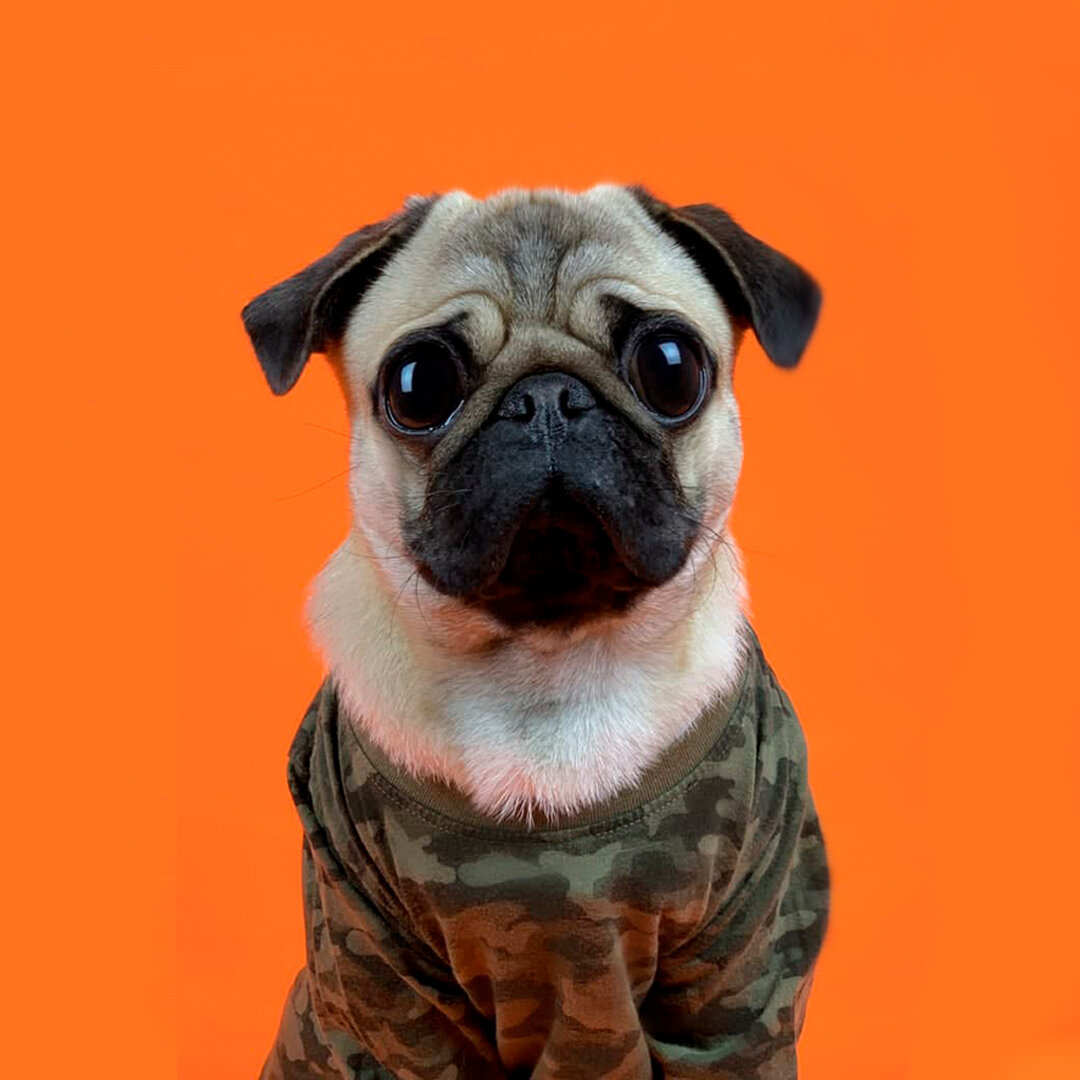 Instagram: @valet_pug