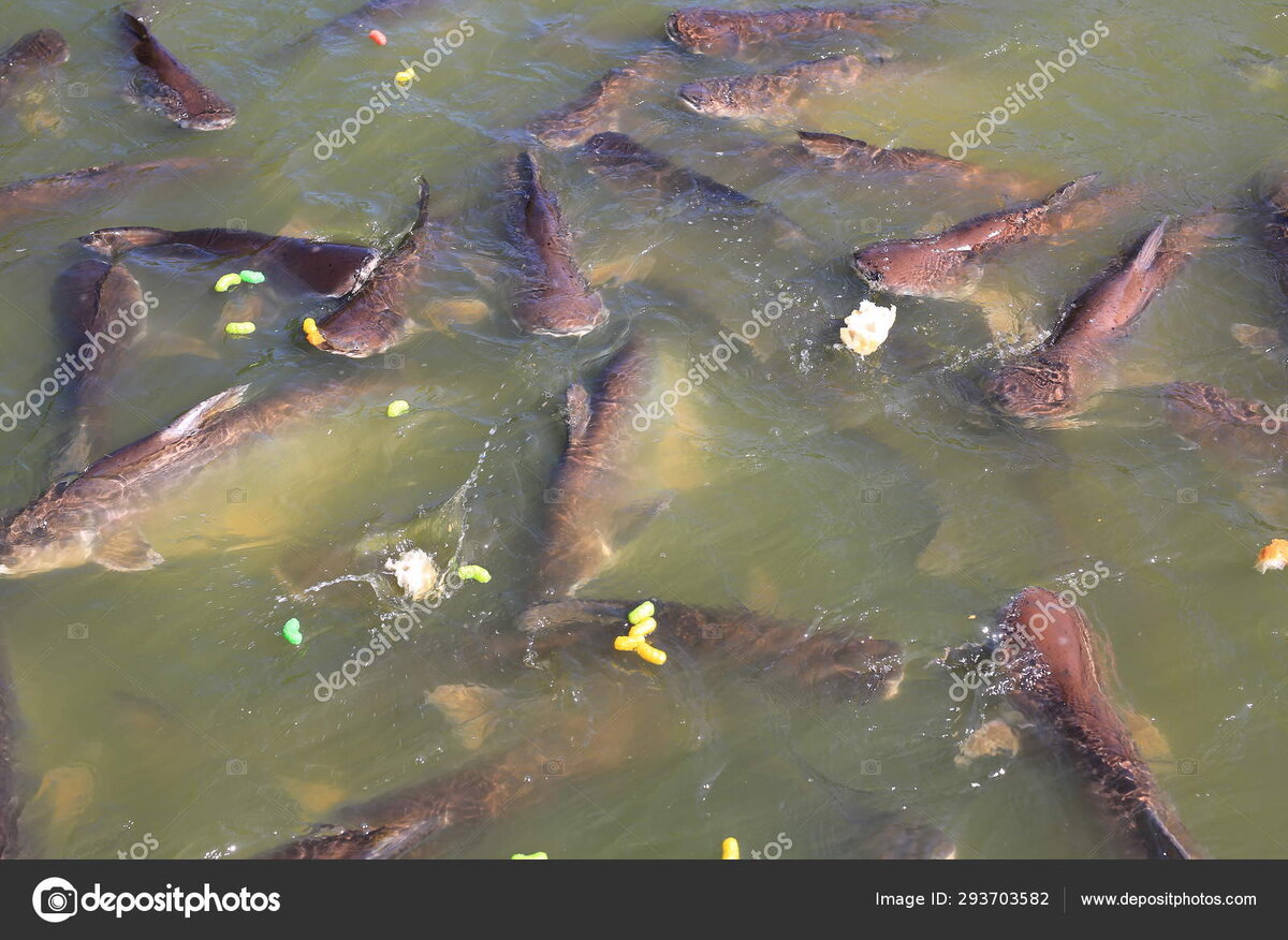 Картинки Яндекс. Фото.