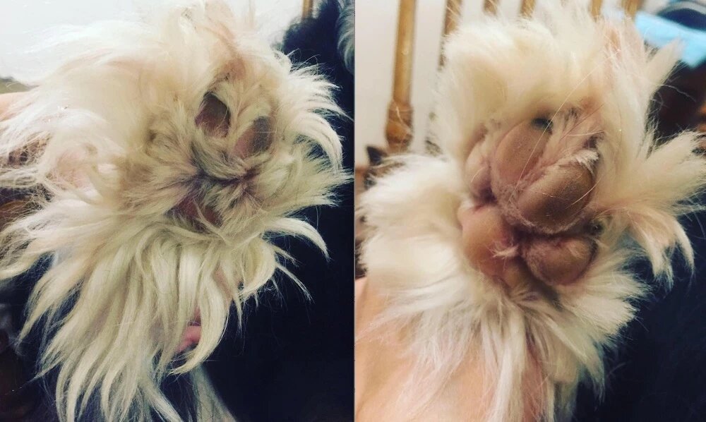 овечья шерсть стрижка. пластов стрижка овец. йоркширский терьер стрижка ушей. выстричь шерсть. стриженная овца.