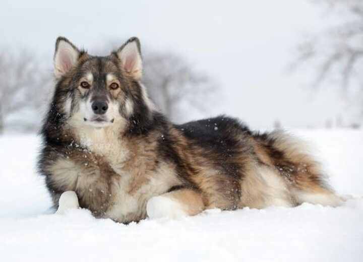 Фото взято из интернета.